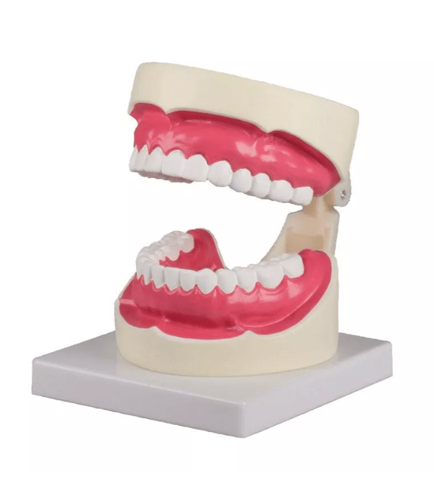 Zahnpflegemodell – 1,5 - fache Größe - Erler - Zimmer